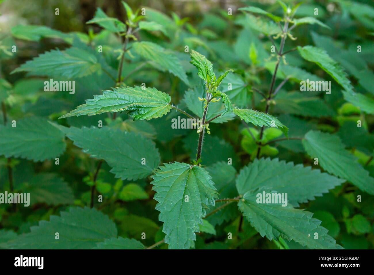 Urtica dioica brennen Unkraut grünen Blattpflanze wächst wild Stockfoto