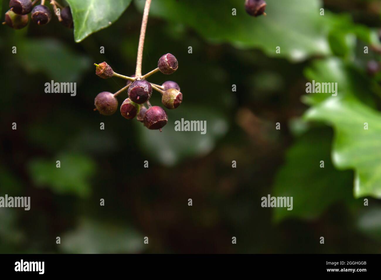 Giftige zierpflanze Fotos und Bildmaterial in hoher Auflösung Alamy