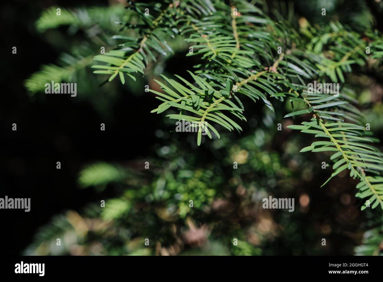 Taxus Baccata oder Europische Eibe immergrne giftige Bltter aus nchster  Nhe Stockfotografie - Alamy