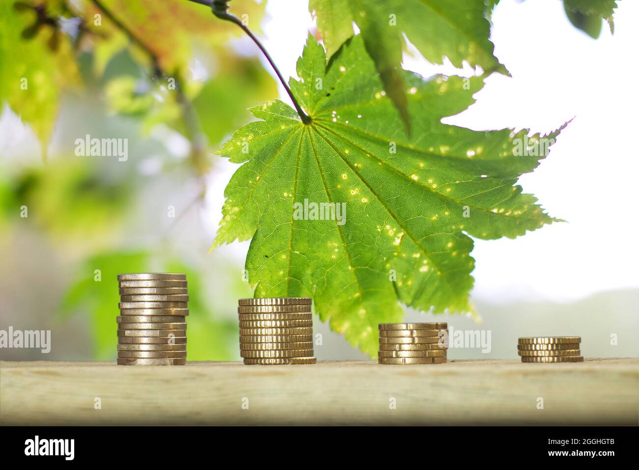 Pflanzen wachsen aus Münzen. Wachsende und grüne Wirtschaft. Stockfoto