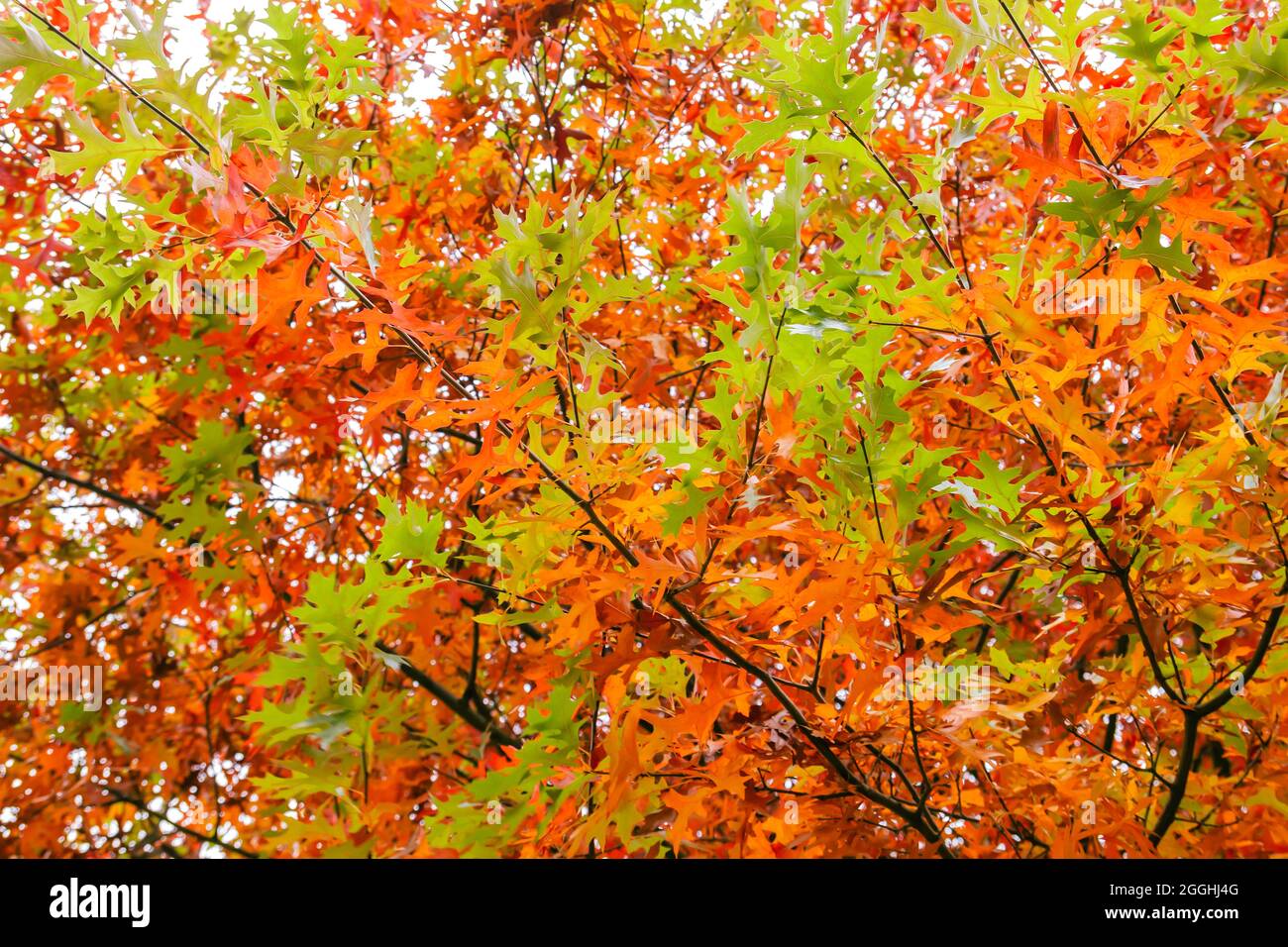 Quercus palustris Nadeleiche typisch herbstliches buntes Laub Stockfoto