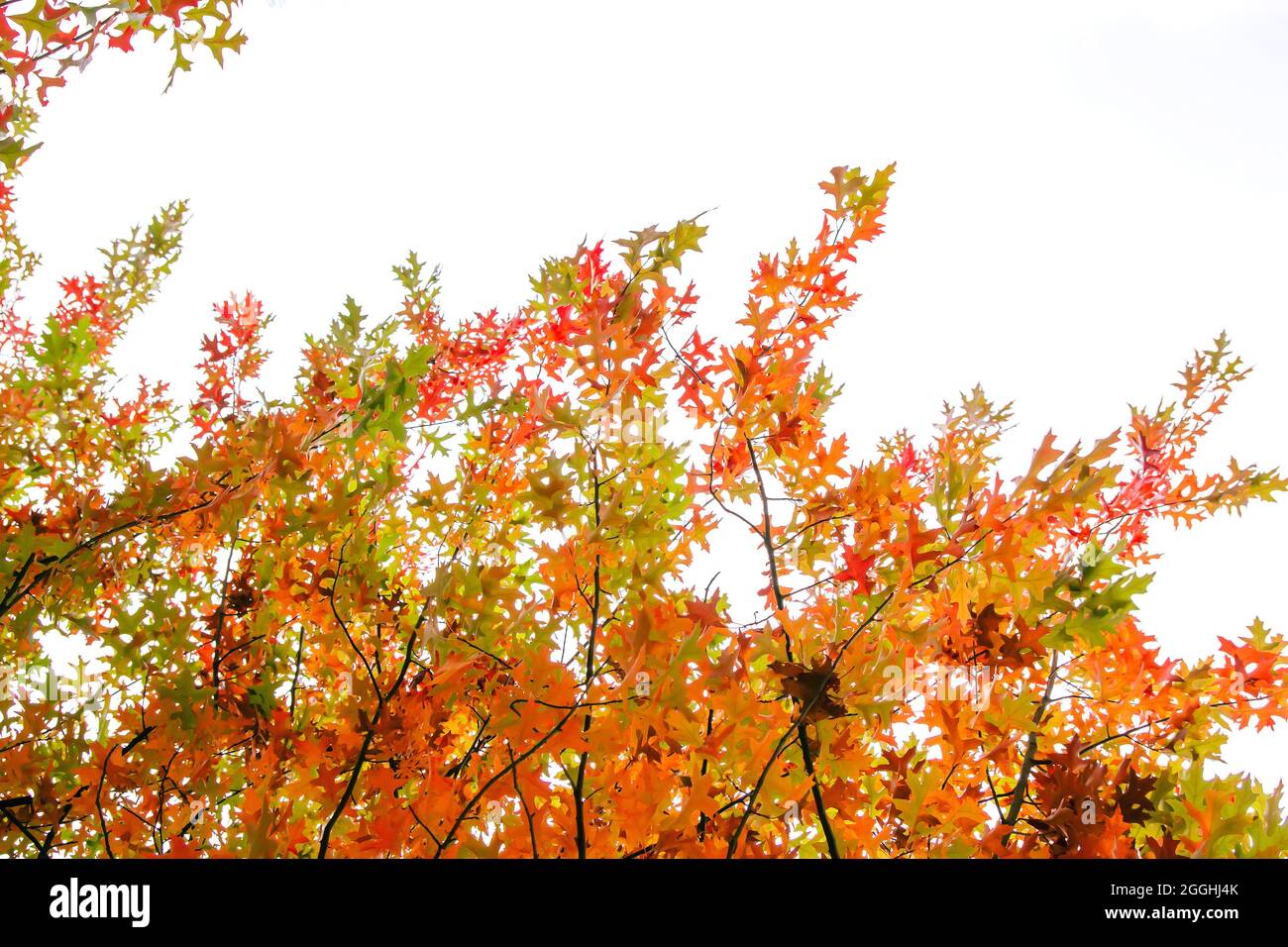 Quercus palustris Nadeleiche typisch herbstliches buntes Laub Stockfoto