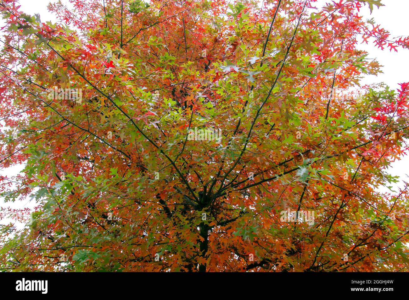 Quercus palustris Nadeleiche typisch herbstliches buntes Laub Stockfoto