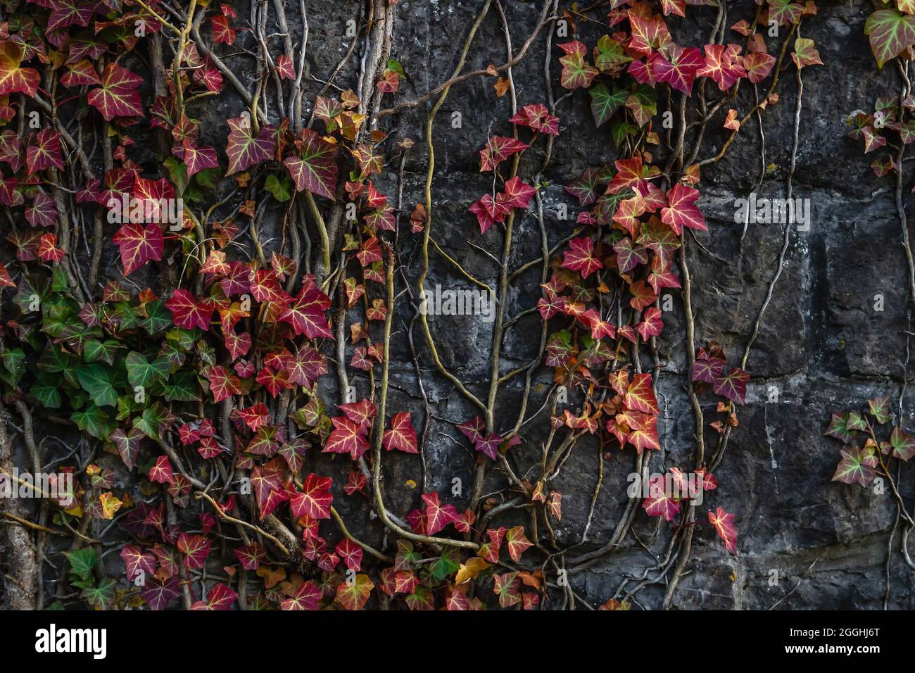 Hedera Helix der gewöhnliche Efeu mit leuchtend farbigem Herbstlaub, der als Deckwand wächst Stockfoto