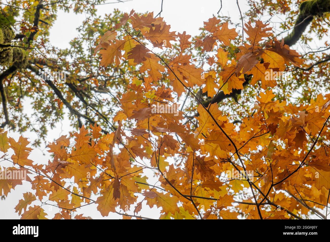 Quercus rubra rote Eiche Laubbaum Herbstlaub Stockfoto