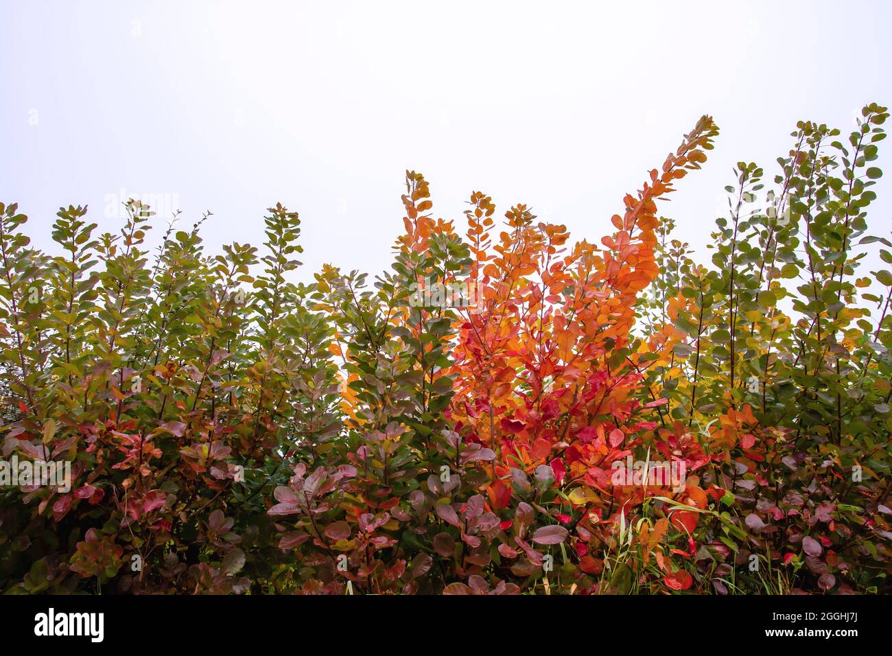 Cotinus coggygria Europäische Rauchbaumhecke mit farbenfrohem Herbstlaub Stockfoto