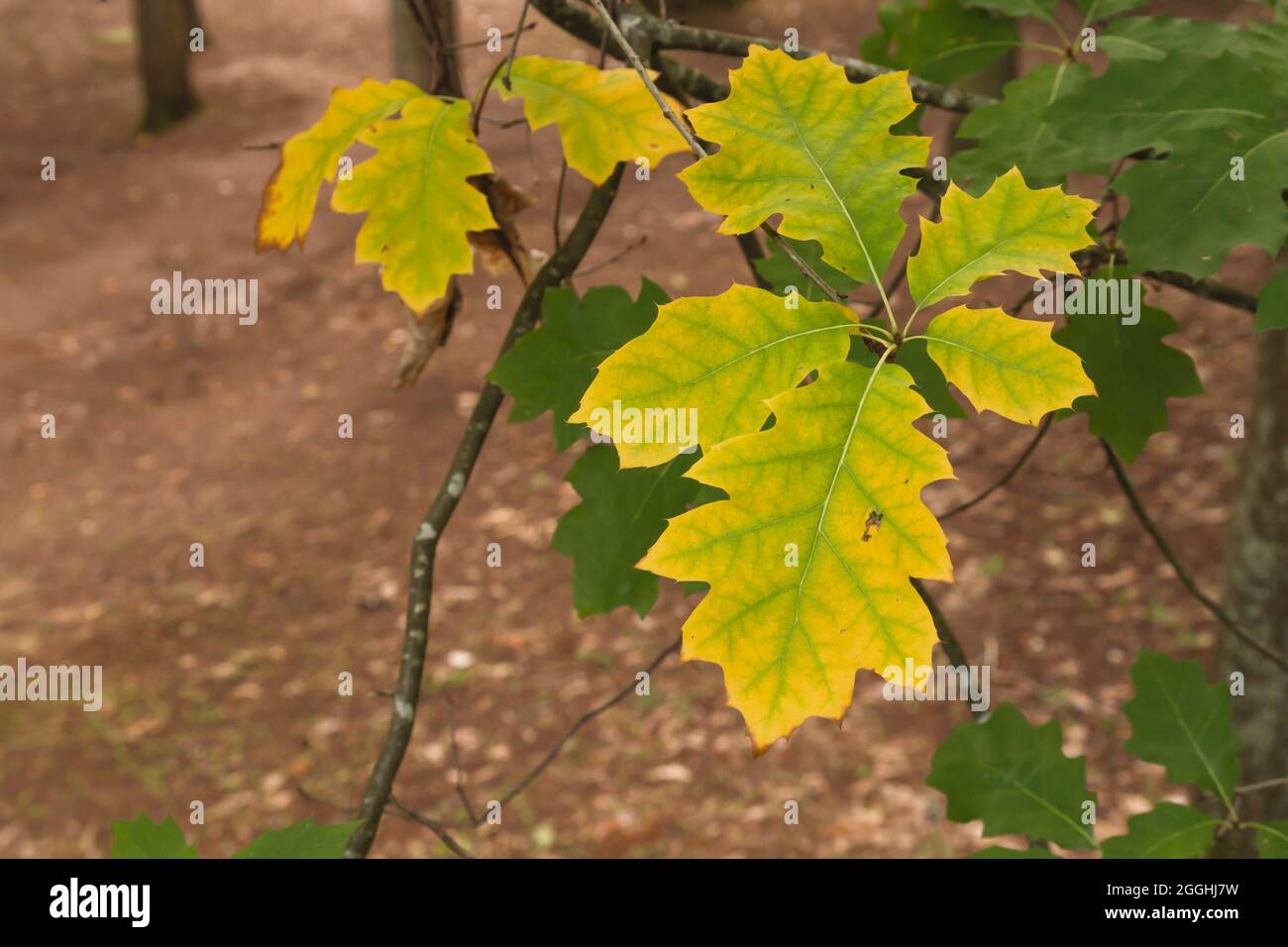 Quercus rubra Herbstblätter aus nächster Nähe Stockfoto