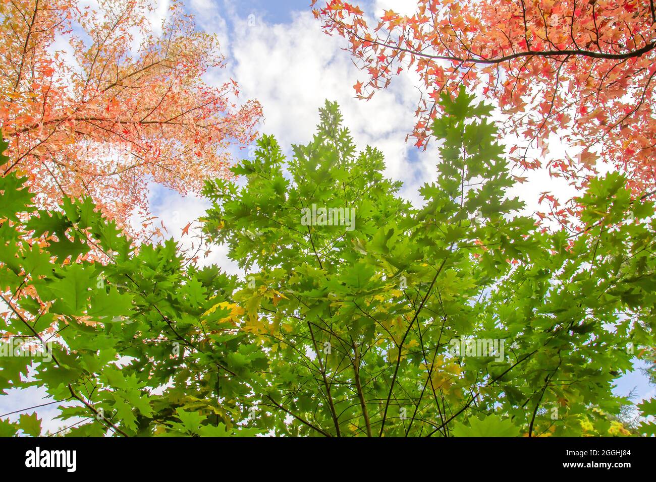 Quercus rubra und liquidambar Bäume mit bunten Herbstlaub Stockfoto