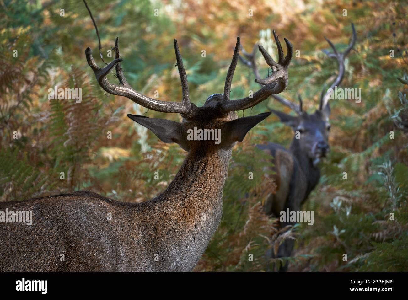 Junge Hirsche (Cervus elaphus) im mediterranen Wald riechende Hormone vom Weibchen in Ojen, Marbella. Andalusien, Spanien. Stockfoto