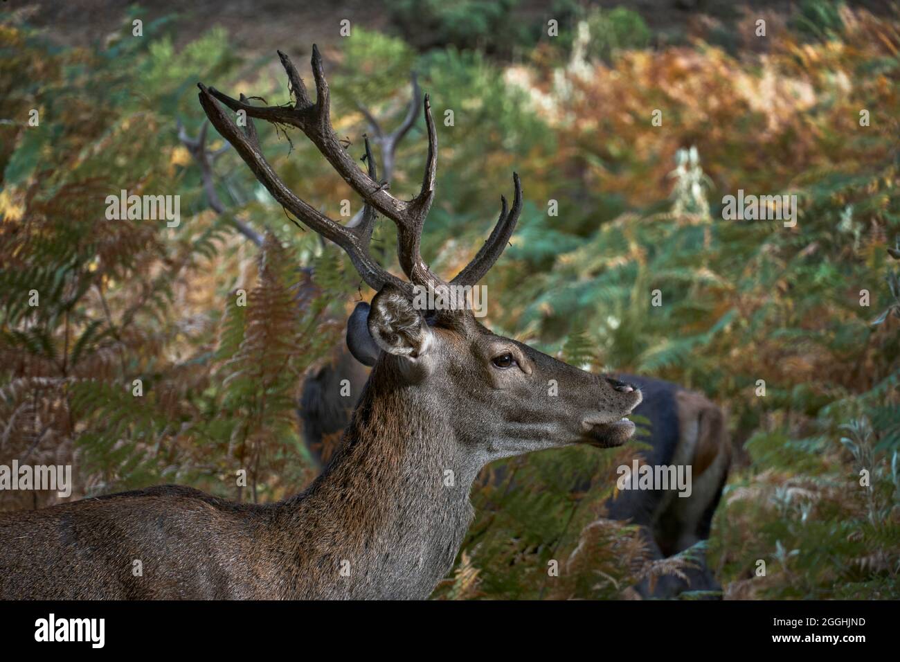 Junge Hirsche (Cervus elaphus) im mediterranen Wald riechende Hormone vom Weibchen in Ojen, Marbella. Andalusien, Spanien. Stockfoto