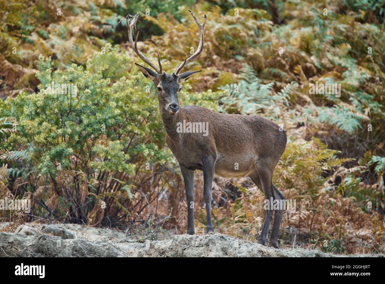 Junghirsche (Cervus elaphus) im mediterranen Wald in Ojen, Marbella. Andalusien, Spanien. Stockfoto