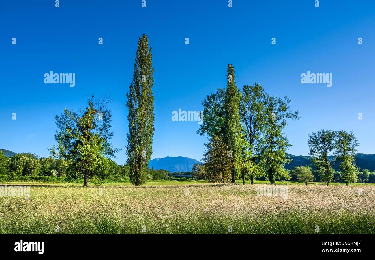 Die Landschaft bei Lavours mit dem Berg Le Grand Colombier am Horizont, Frankreich Stockfoto