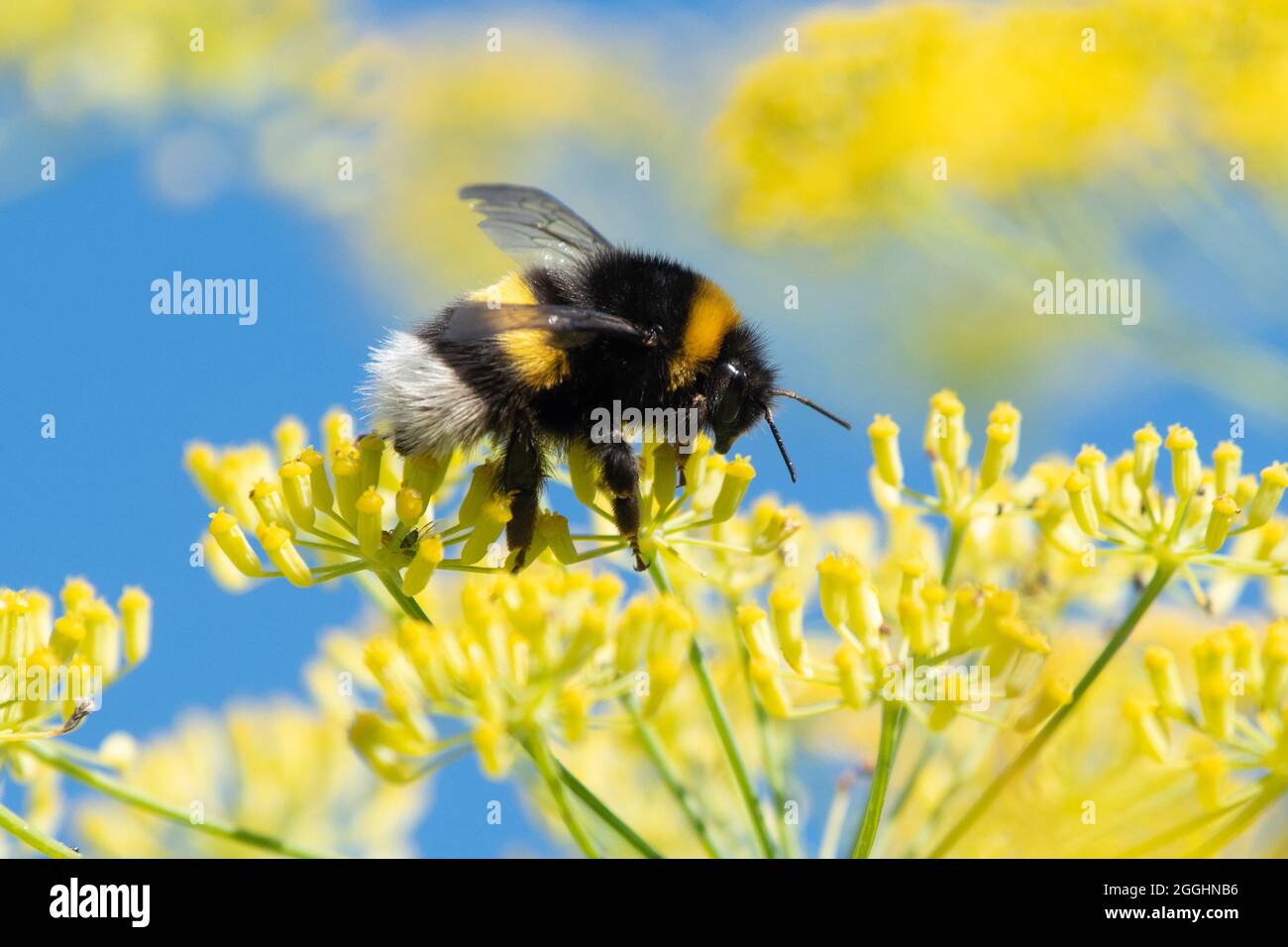 Stirling, Schottland, Großbritannien. September 2021. Wetter in Großbritannien - eine Hummel auf einem leuchtend gelben Nektar und pollenreicher Fenchelblüte in einem Stirling-Garten Credit: Kay Roxby/Alamy Live News Stockfoto