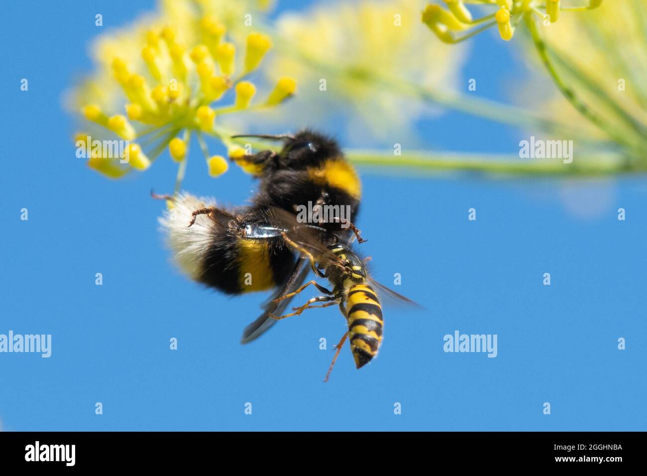 Stirling, Schottland, Großbritannien. September 2021. Wetter in Großbritannien - eine Hummel und Wespe starren sich auf einer Nektar- und pollenreichen Fenchelblüte an, bevor die Hummel von der Wespe angegriffen wird.Quelle: Kay Roxby/Alamy Live News Stockfoto