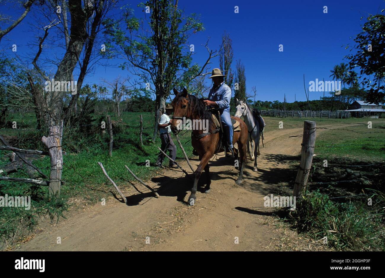 FRANKREICH. NEUKALEDONIEN, GROSSE INSEL, KONE-REGION, KUHJUNGEN IN EINER RINDERSTATION Stockfoto