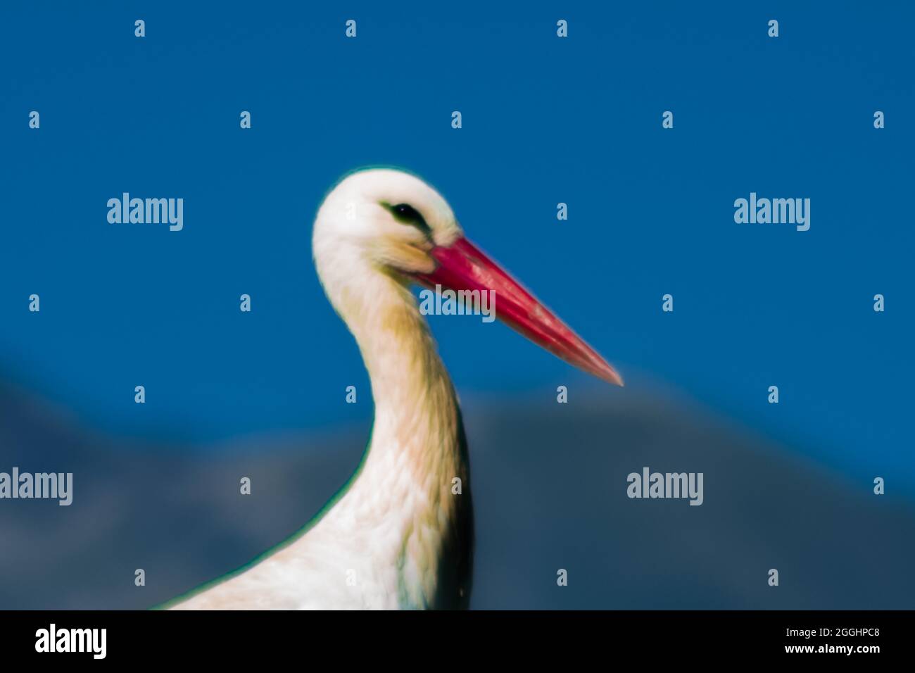 Der Weißstorch (Ciconia ciconia) ist ein großer Vogel in der Storchfamilie. Stockfoto