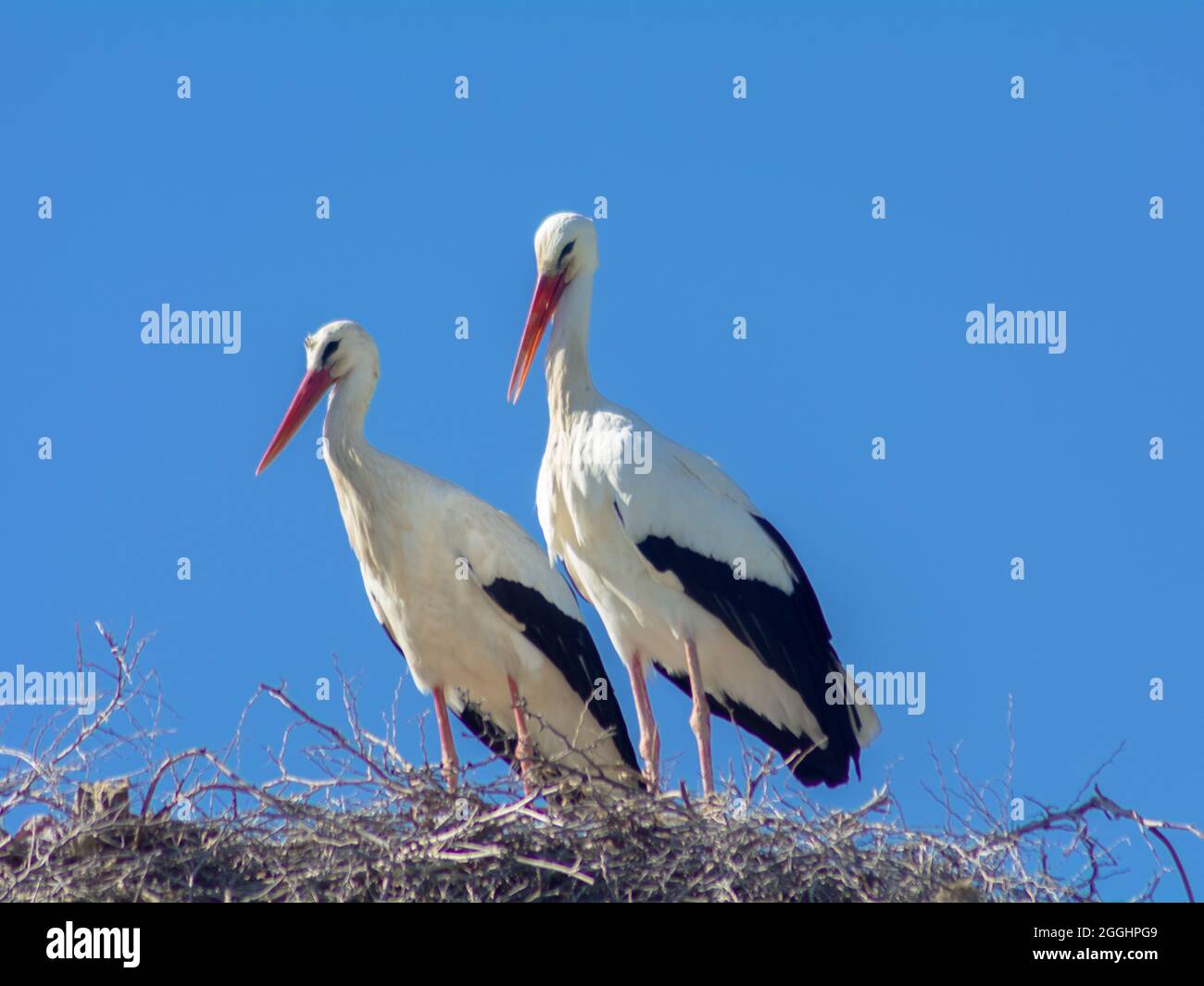Der Weißstorch (Ciconia ciconia) ist ein großer Vogel in der Storchfamilie. Stockfoto