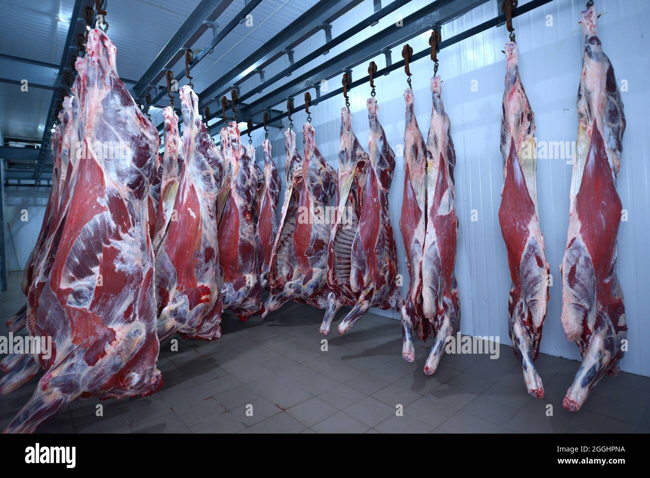 Im Schlachthof. Schlachtkörper rohes Fleisch Rindfleisch in den Gefrierschrank eingehakt. Stockfoto