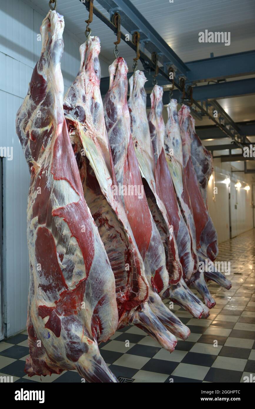 Im Schlachthof. Schlachtkörper rohes Fleisch Rindfleisch in den Gefrierschrank eingehakt. Stockfoto