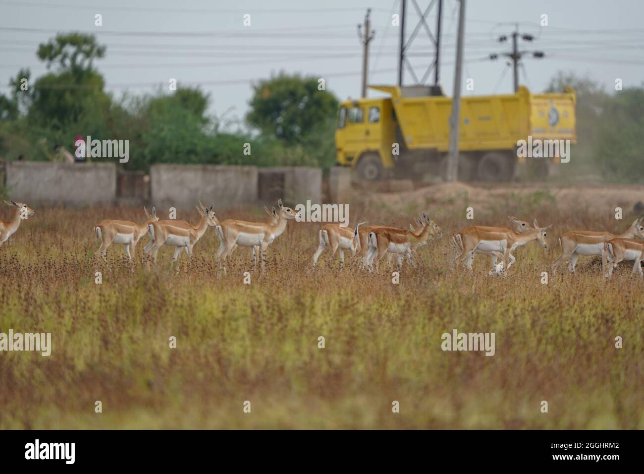 Indian Blackbuck oder Indian Antelope's eines der letzten Zufluchtsorte in der Nähe des Thol Bird Sanctuary, Ahmedabad, Indien und mit Blick auf Habitat Verlust/Zerstörung. Stockfoto