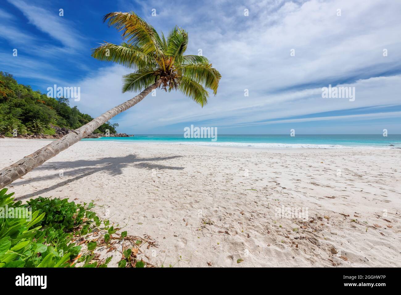 Coco Palmen am tropischen weißen Sandstrand und das türkisfarbene Meer auf der Karibikinsel. Stockfoto