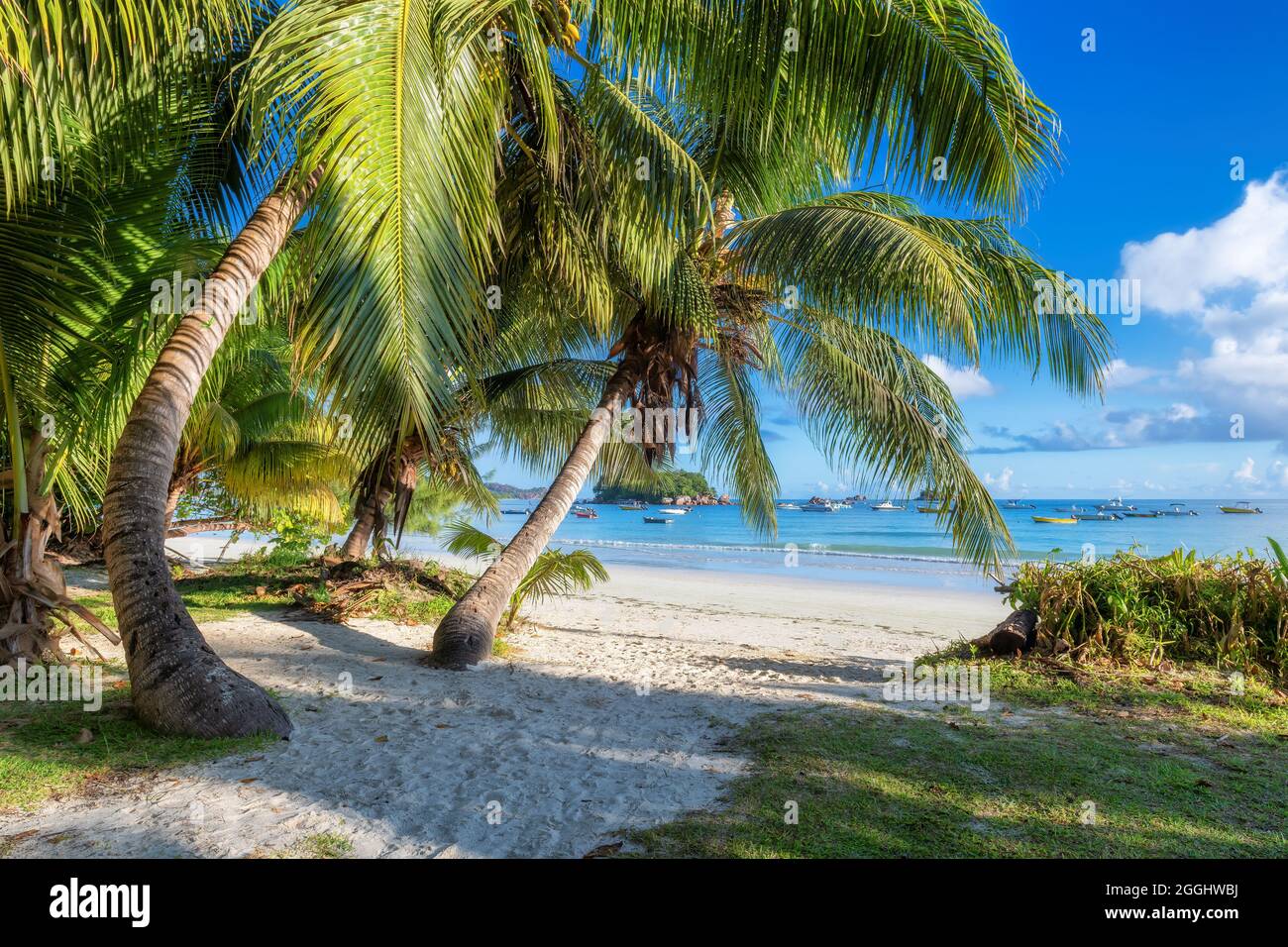 Tropischer Strand mit Kokopalmen und türkisfarbenem Meer Seychellen. Stockfoto