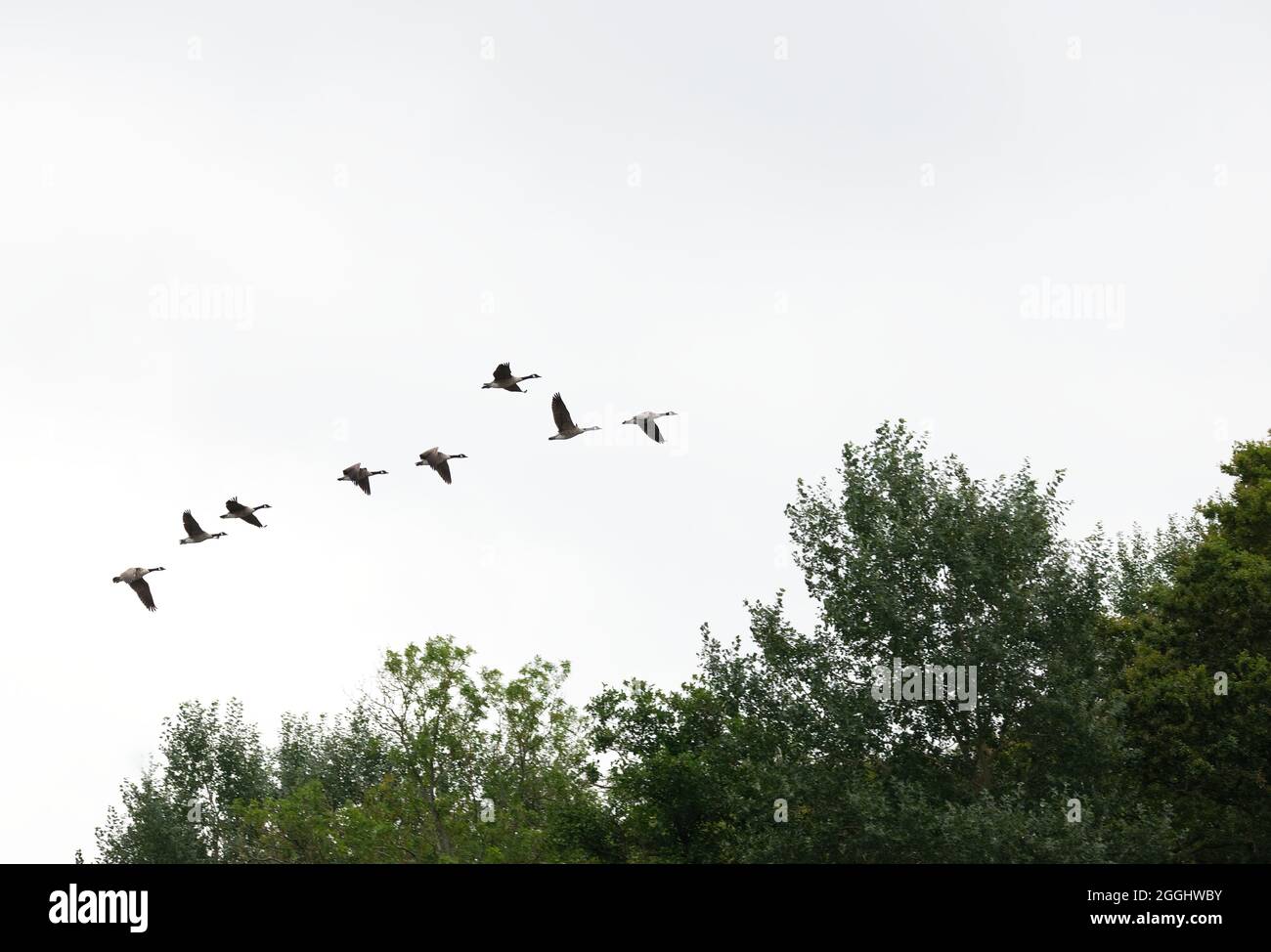 kanadagänse im Flug in Formation Stockfoto