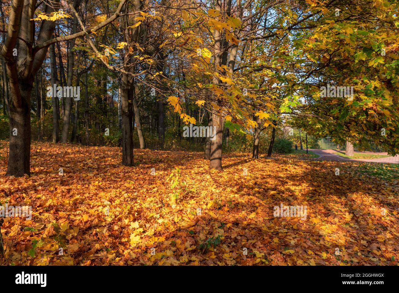 Herbstlandschaft. Bunte Blätter im Herbstpark Stockfoto