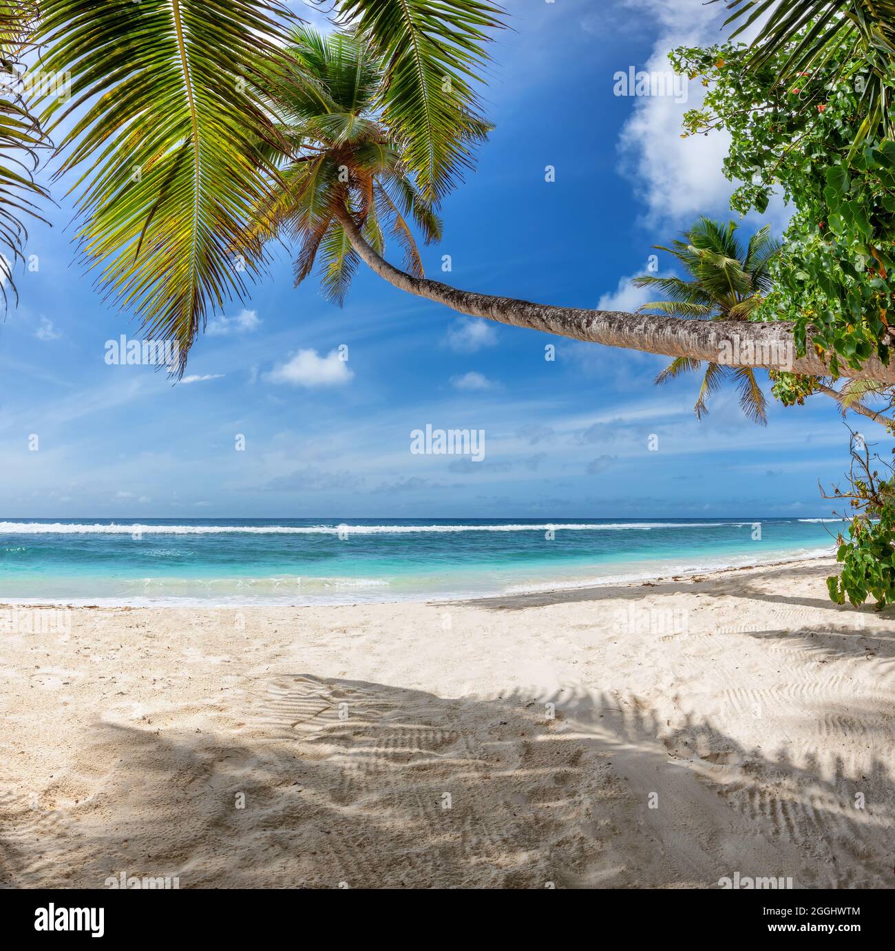 Palmen am tropischen Strand und blauem Meer auf der karibischen Insel Stockfoto