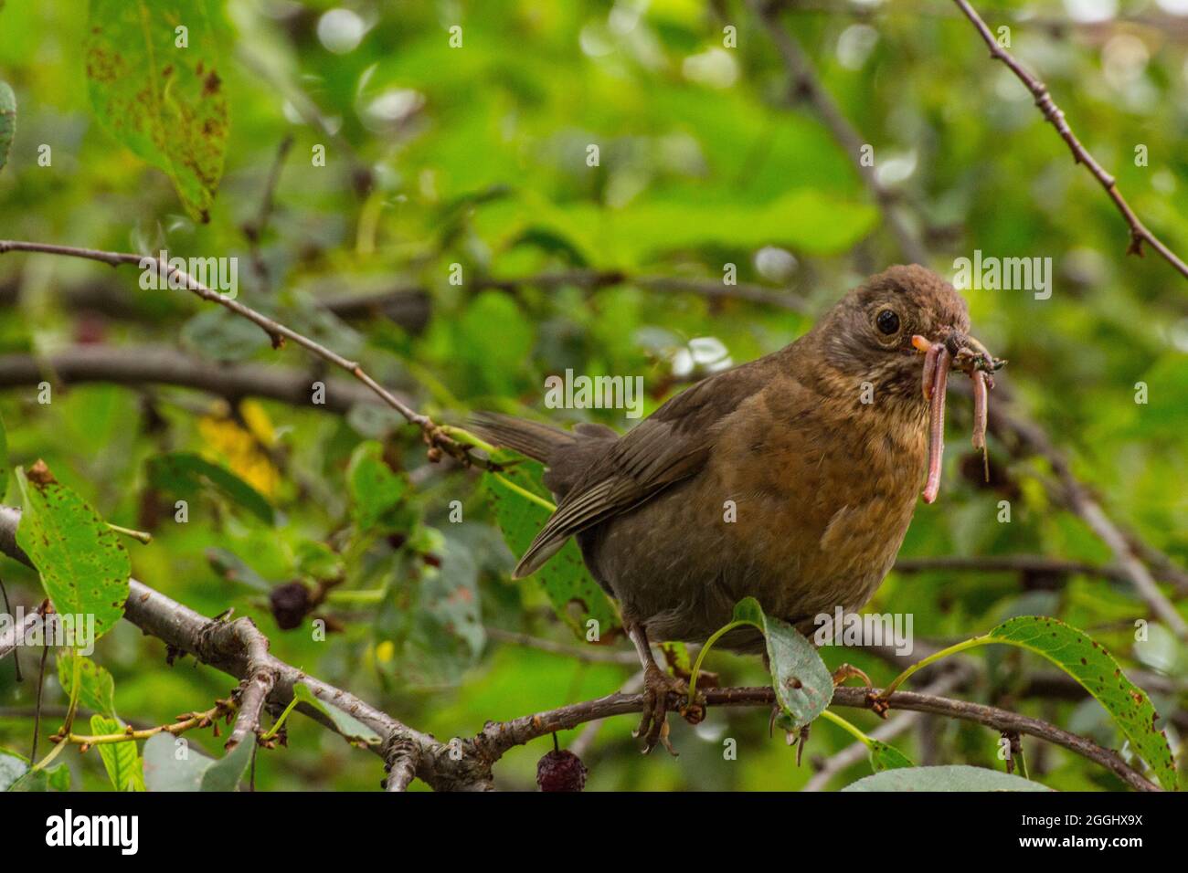 Amsel (Turdus merula) mit Würmern im Schnabel auf einem Ast ...