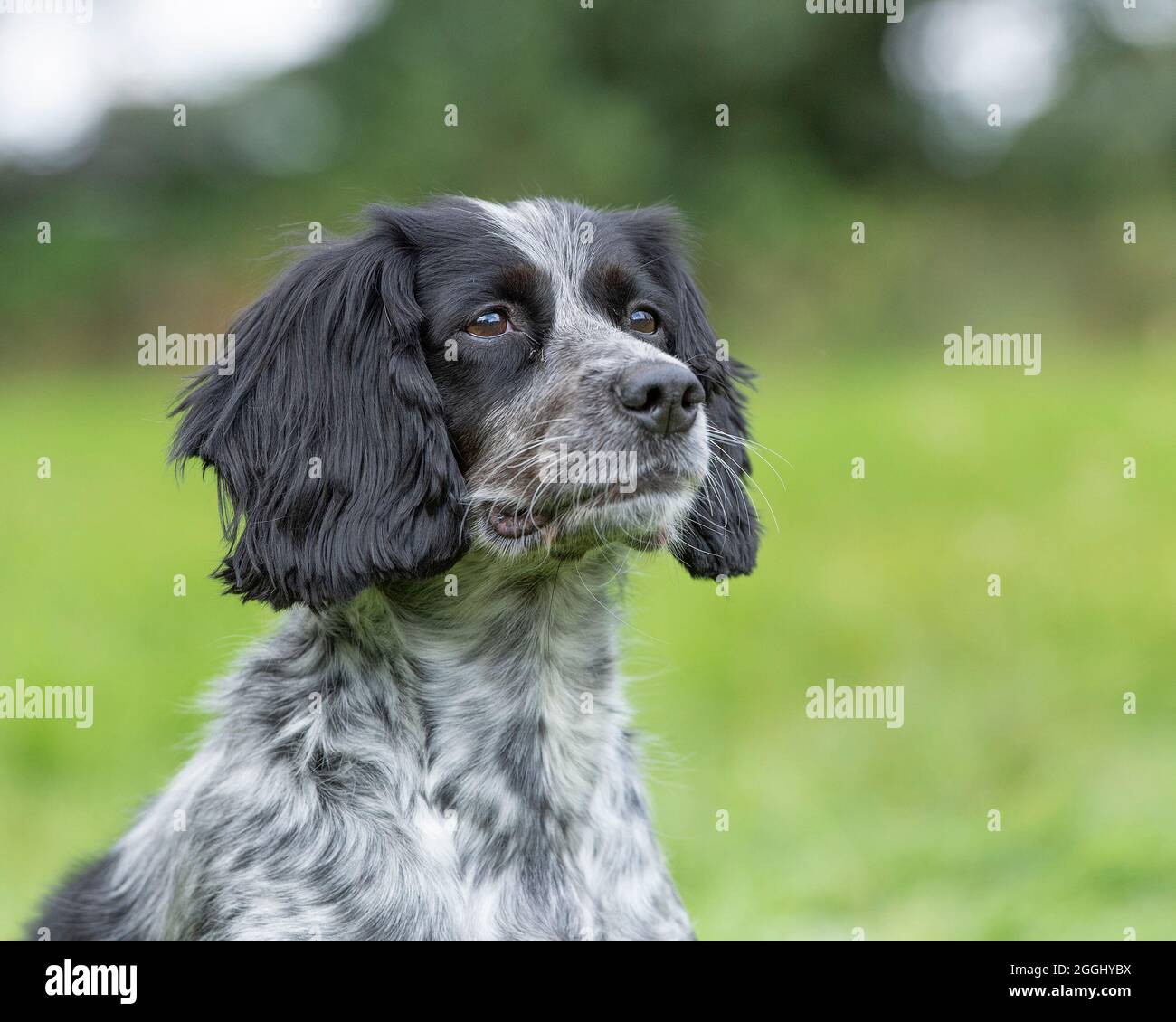 Sprocker spaniel Stockfoto