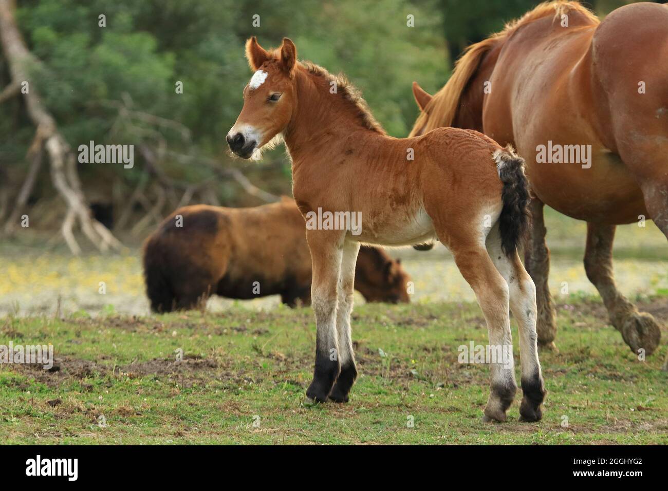 Niedliches braunes Fohlen mit Stute auf der Wiese Stockfoto