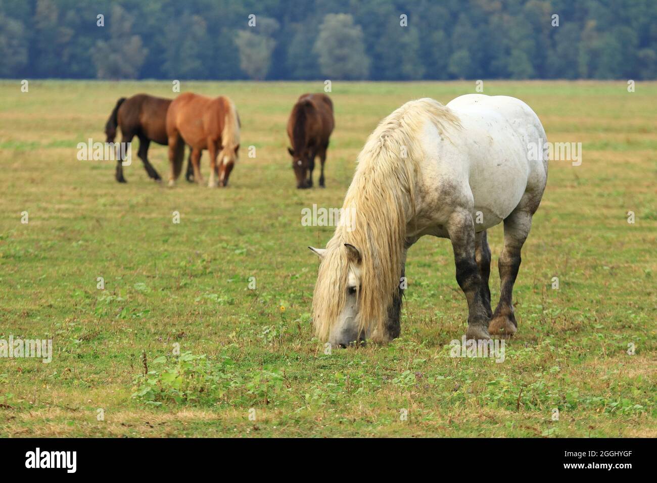 Starkes weißes Pferd auf der Weide auf der Wiese Stockfoto