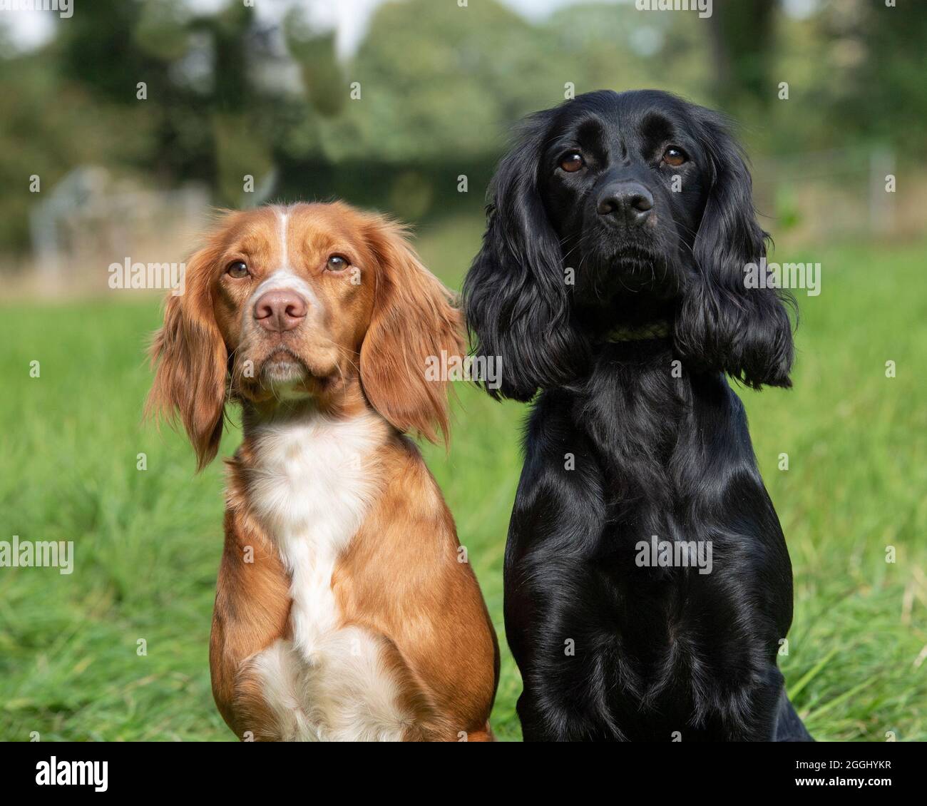 Paar funktionierende Cocker Spaniels Stockfoto
