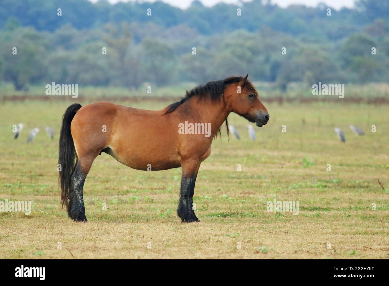 Braunes Pferd posiert auf der Wiese Stockfoto