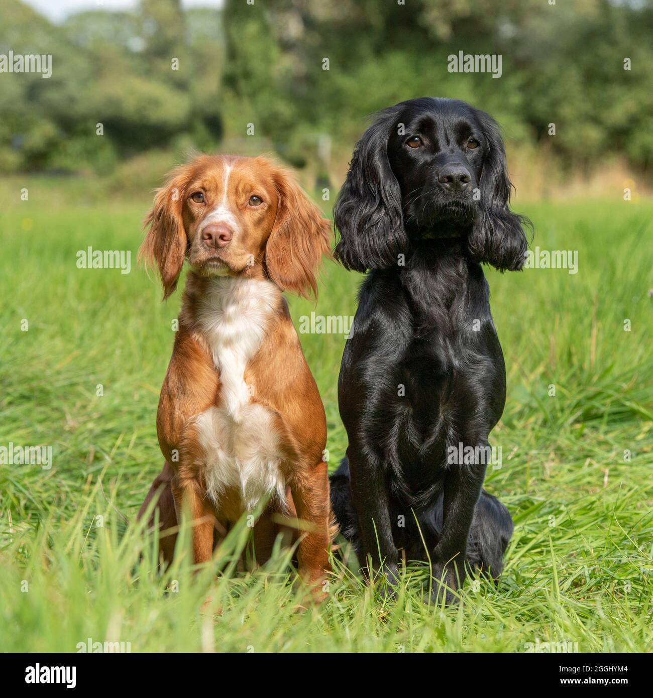 Paar funktionierende Cocker Spaniels Stockfoto
