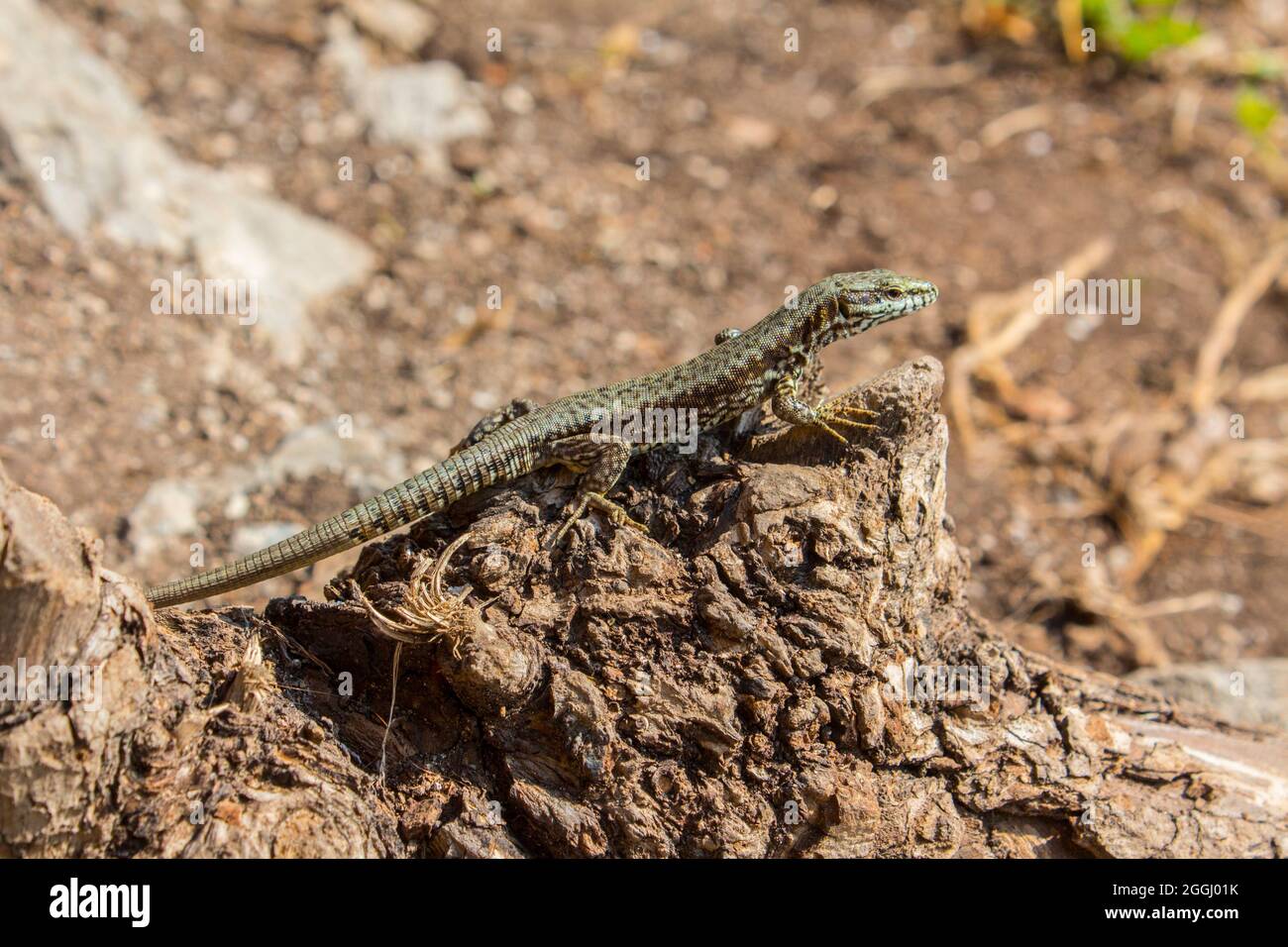 Eidechse ruht auf einem Baumstumpf. Stockfoto