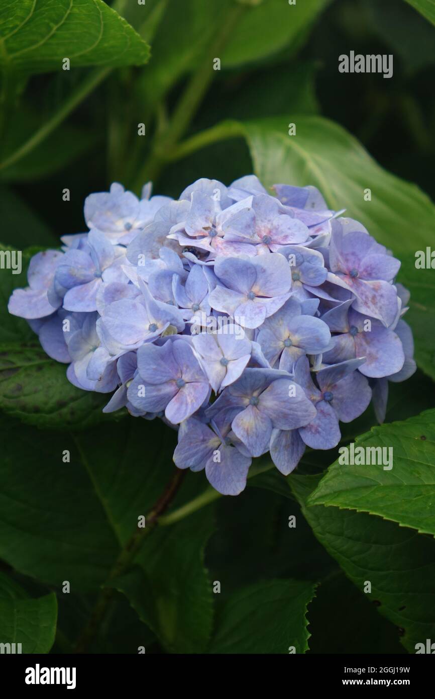 Wunderschöne blaue Hortensien, Azoren Stockfoto