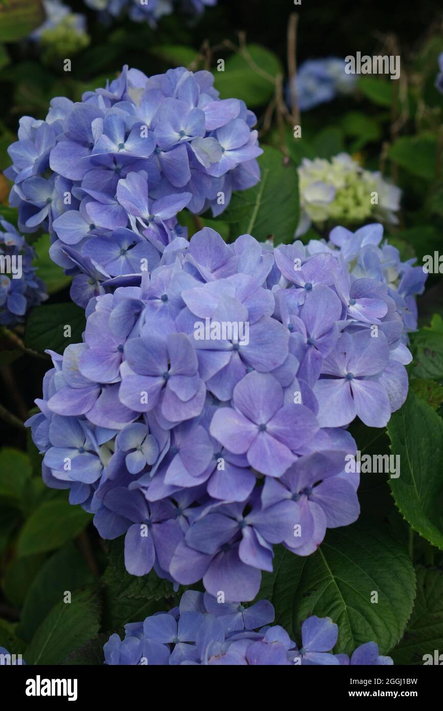 Wunderschöne blaue Hortensien, Azoren Stockfoto