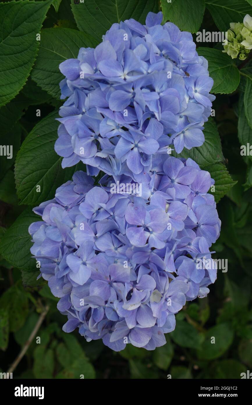 Wunderschöne blaue Hortensien, Azoren Stockfoto