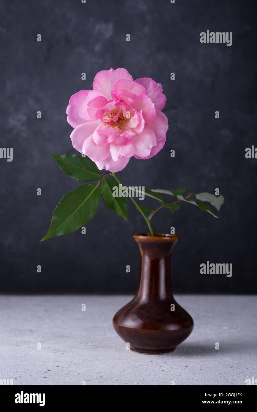 Einzelne rosa Rose in einer braunen Vase, platziert auf einer weiß gepunkteten Tischplatte, isoliert vor einem dunklen Hintergrund Stockfoto