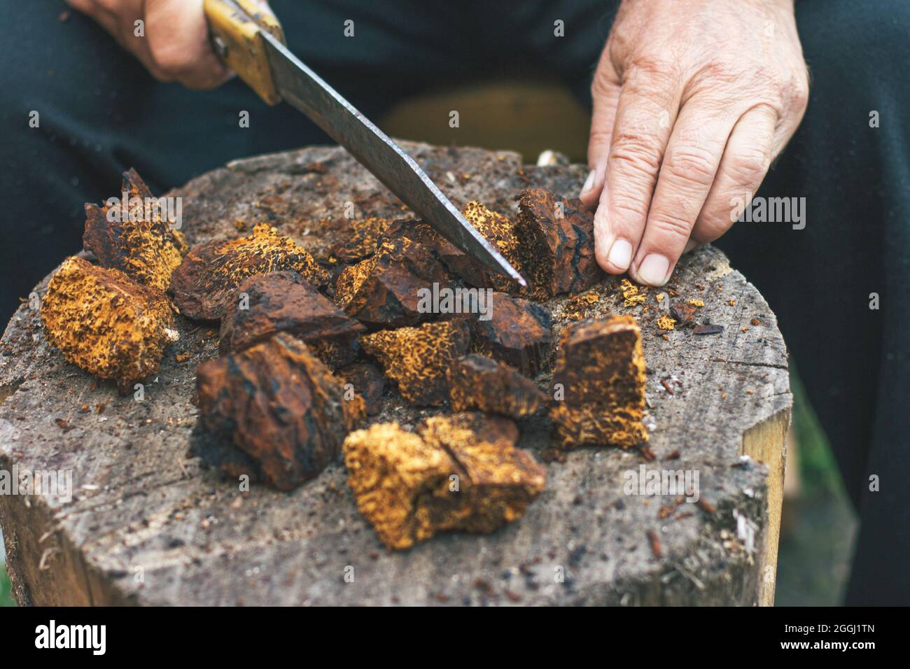 Die Hände eines älteren Mannes werden mit einem Messer gesundem reinen NaturWild Chaga Pilz, Inonotus obliquus Pulver und Brocken bilden Tee, Kaffee Stockfoto
