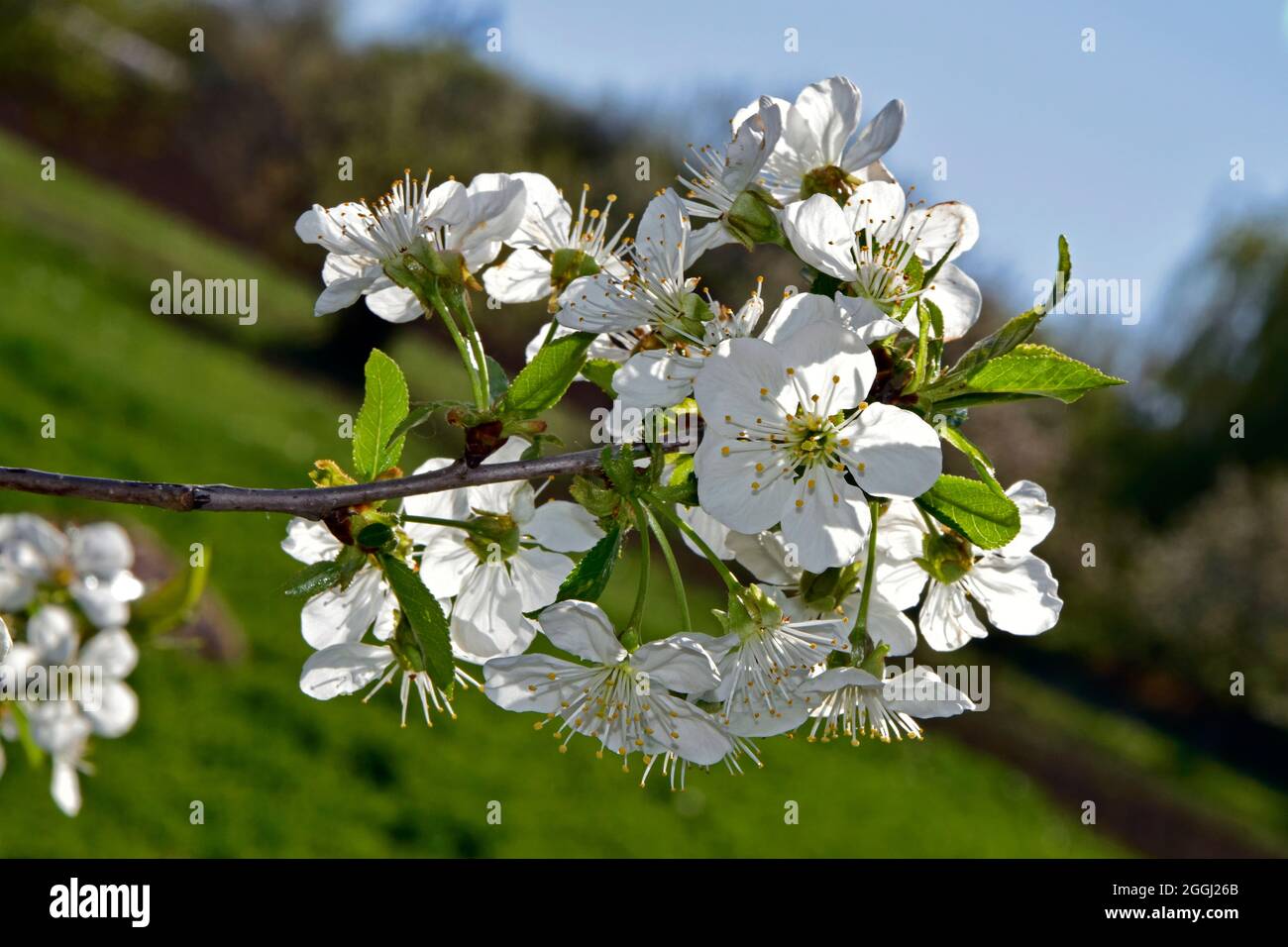 Zweig mit weißen Kirschblüten bedeckt, mit verschwommenem Gartenhintergrund, schräge Nahaufnahme. Stockfoto