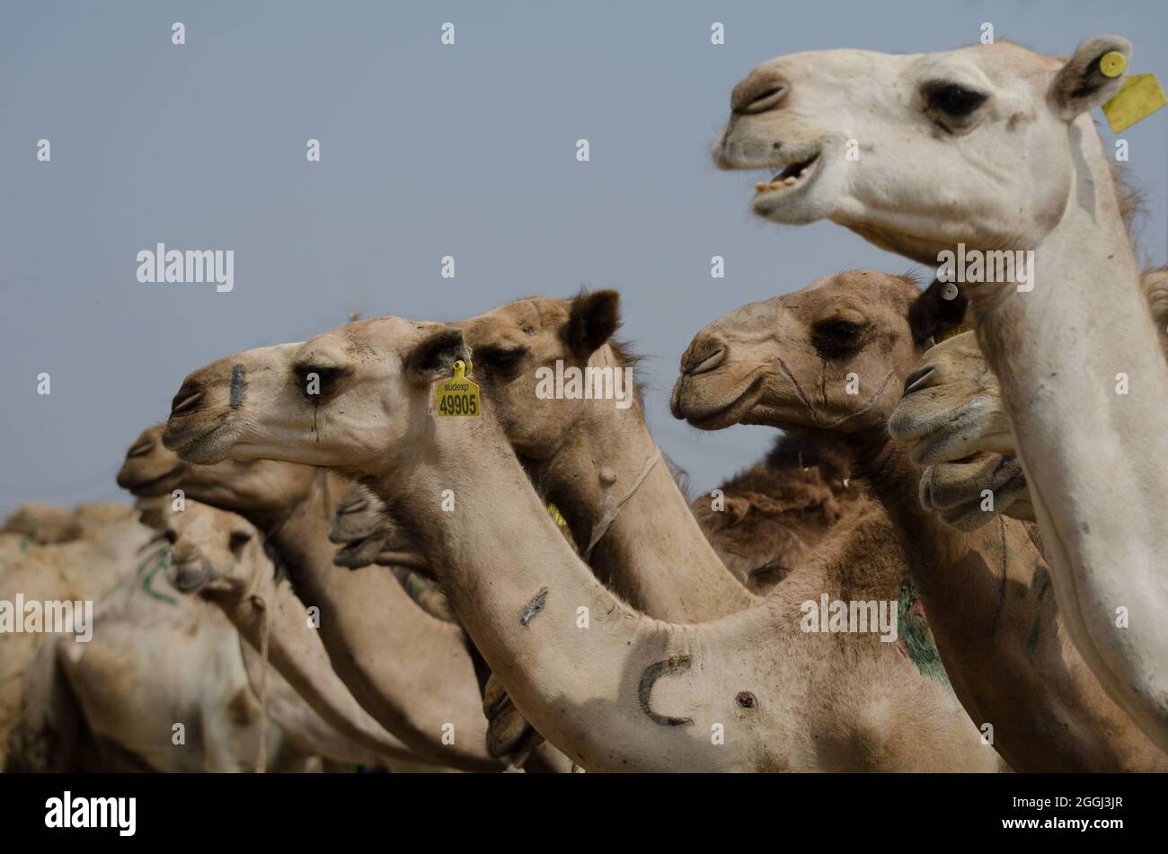 Kamelmarkt in der Nähe von Kairo, Ägypten Stockfoto