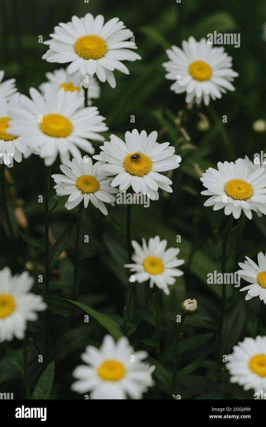 Gros Plan, close up sur Fleur Marguerite, Format Portrait rue Montréal Stockfoto