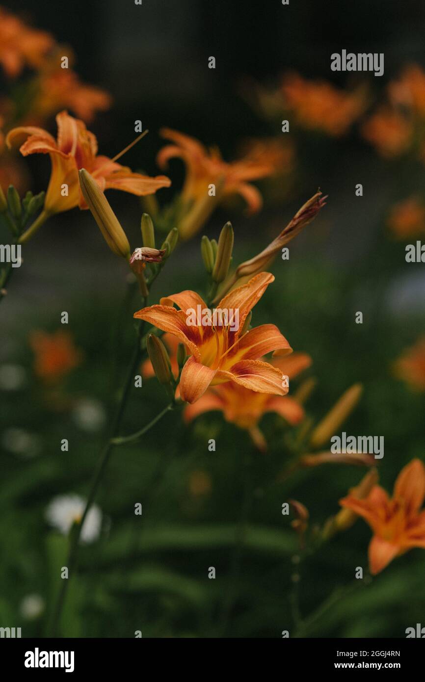 Plan approché Fleur orange-Format Porträt Stockfoto