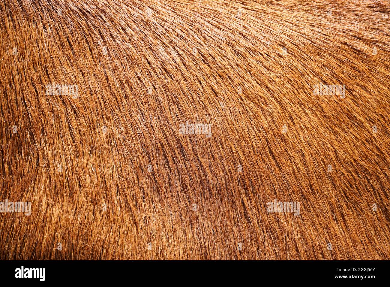 Nahaufnahme von braunem Rindsleder. Tierpelz als Hintergrund. Stockfoto