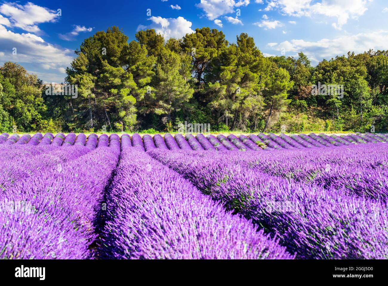 Provence, Frankreich. Lavendel Feld Sommer Reise Landschaft auf Plateau de Valensole. Stockfoto