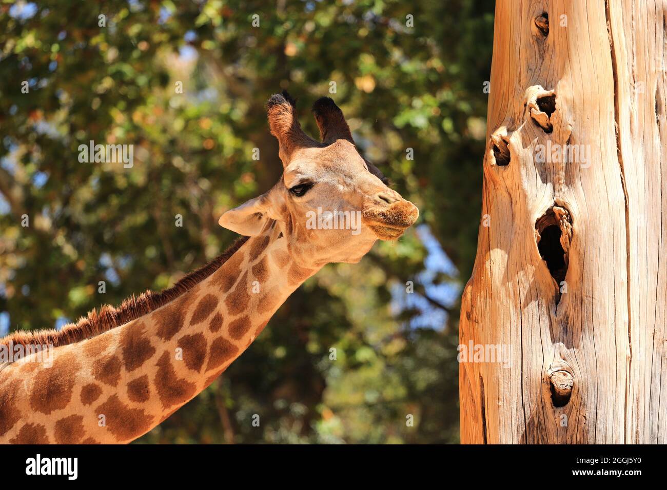 Eine Kopfaufnahme einer Giraffe mit Vegetation im Hintergrund Stockfoto