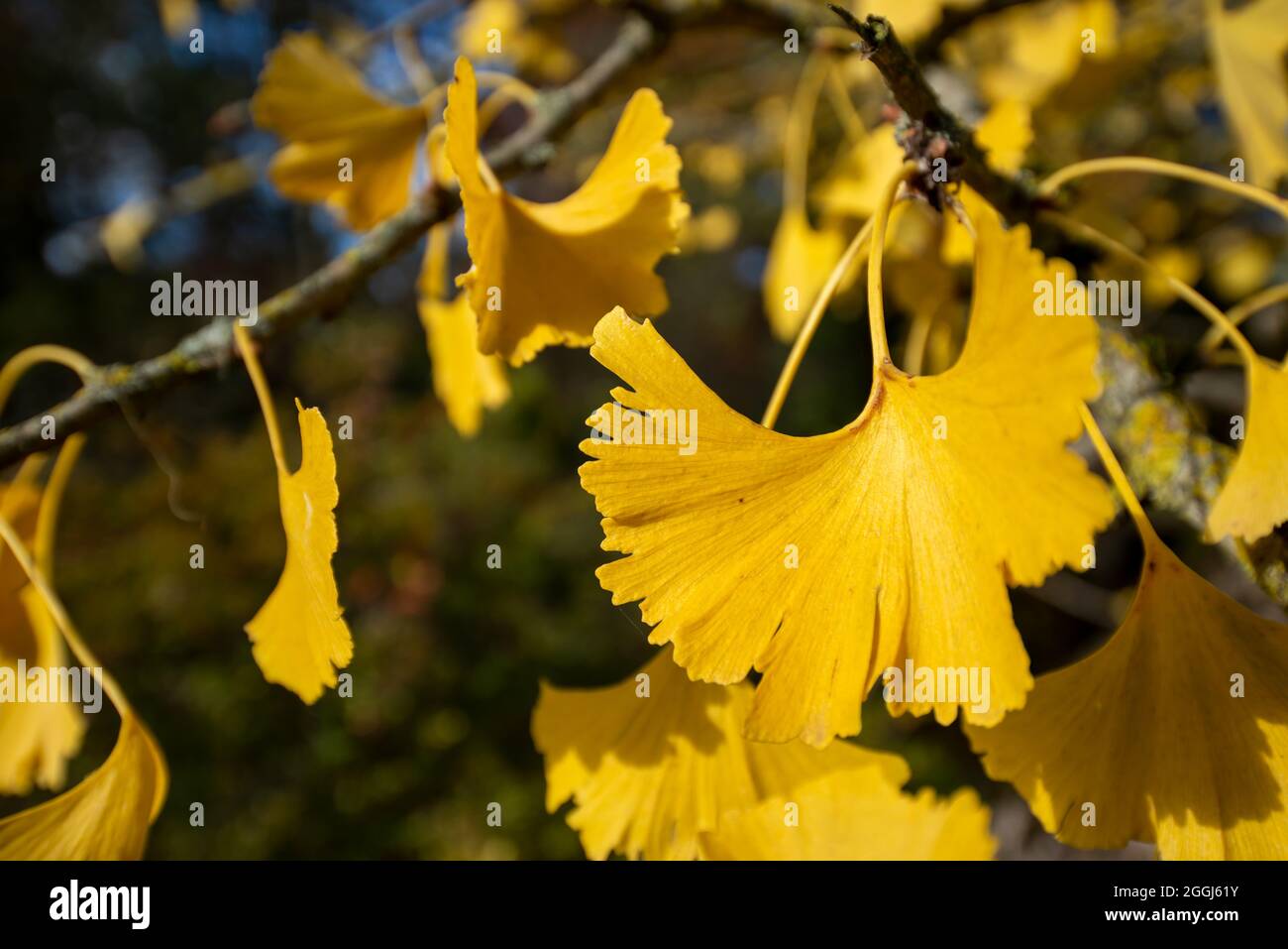 Nahaufnahme eines gelben Gingko biloba Blattes auf einem Baum im Herbst Stockfoto